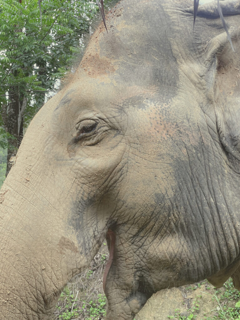 ethical elephant sanctuary phuket