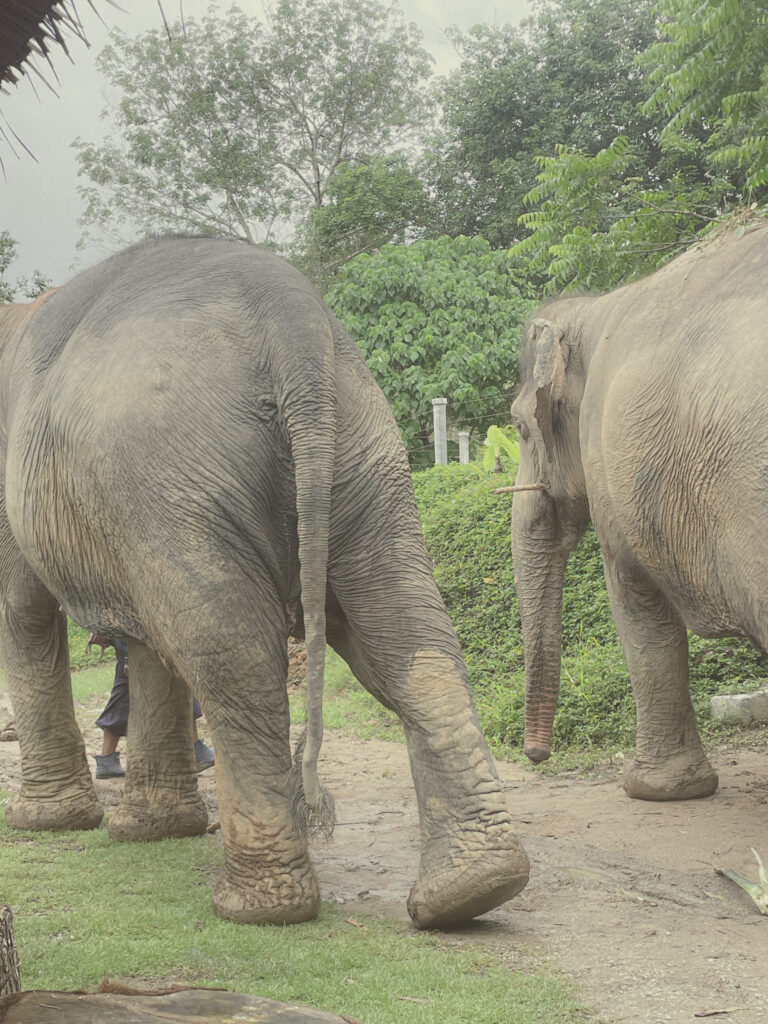 ethical elephant sanctuary phuket