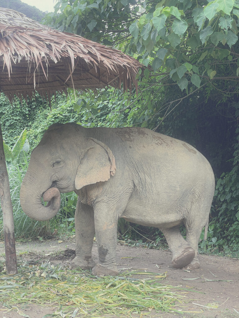 green elephant sanctuary park