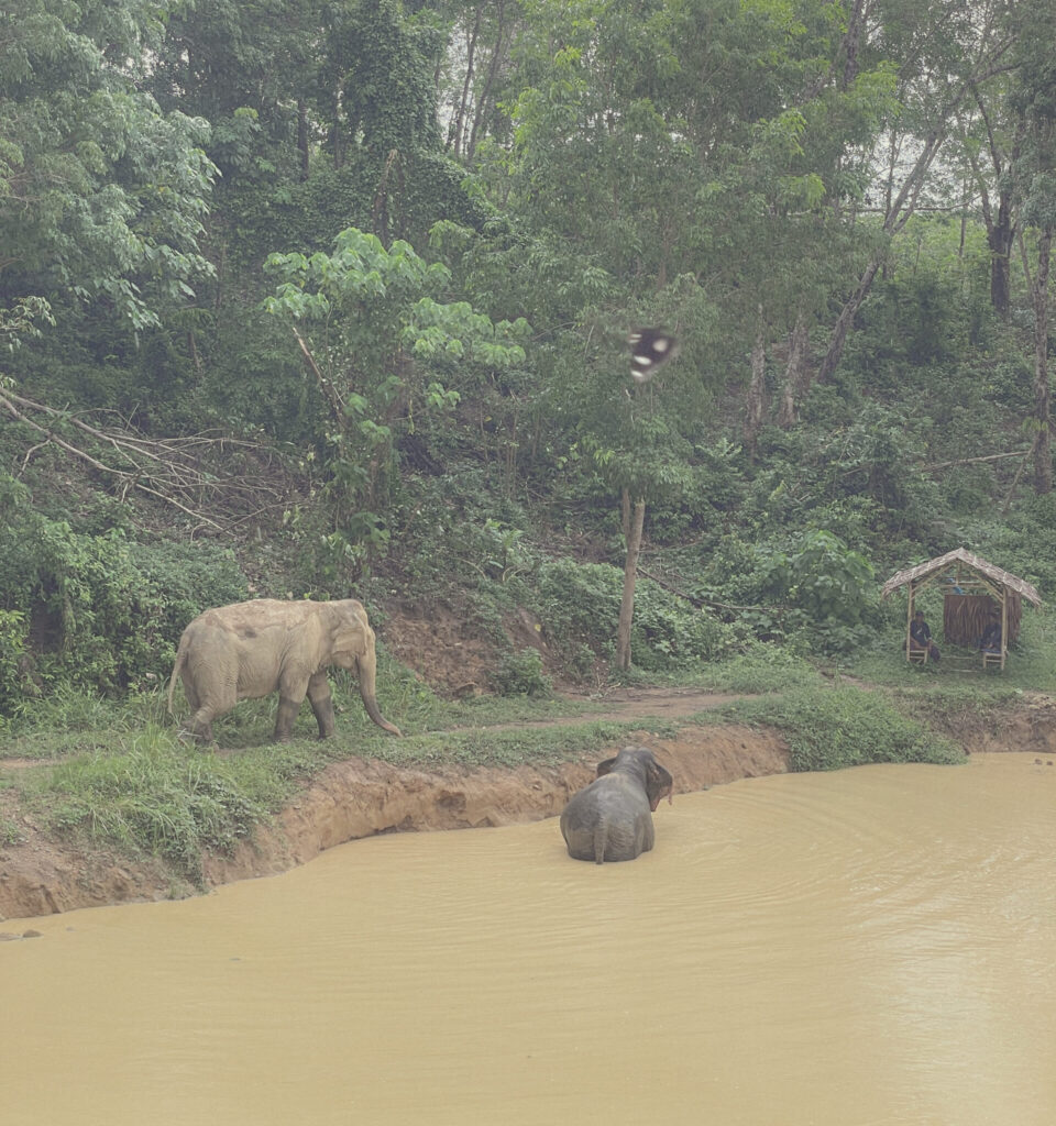 green elephant sanctuary park